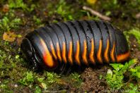 Pill Millipedes (Roly-Poly)