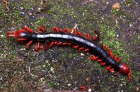 Asian Giant Centipede (Red Head Centipede)