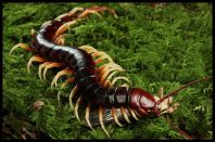 Amazon Giant Centipede (World's Largest)