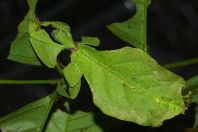 Moving Leaf Insect (Giant Leaf Insect)