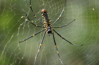 Golden Orb Weaver (Giant Wood Spider)