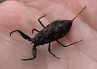 Water Scorpion