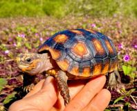 Red-Footed Tortoise