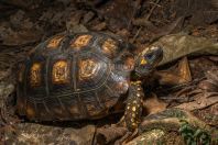 Yellow-Footed Tortoise (Amazon Yellow Foot)