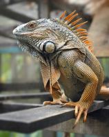 Iguana (Green Iguana & Morphs)
