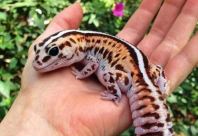 African Fat-Tailed Gecko