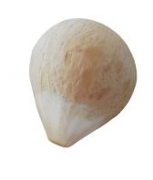 Ice Cream Style Gasing Polished Coconut