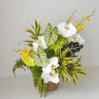 Celeste Bloom Fresh Mixed Orchid Basket