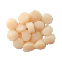 Scallop