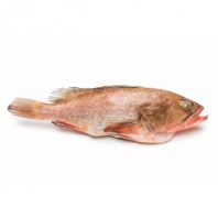 Grouper Fish Whole