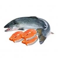 Salmon Fish Whole / Fillet