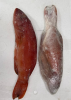Coral Trout Coral Trout