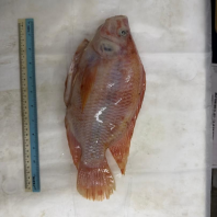 Fish Tilapia Cleaned Fish Tilapia Cleaned