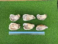 Oyster