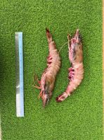 Fresh Chilled Tiger Prawn Fresh Chilled Tiger Prawn