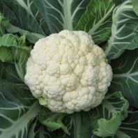 Kubis Bunga (Cauliflower)