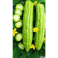 Peria (Bitter Gourd)