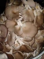 Cendawan Tiram (Oyster Mushroom)
