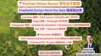 Pontian Pekan Nanas Freehold Durian Farm For Sale ���䱱����������԰����