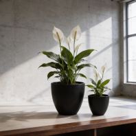 Phalaenopsis Flowerpot Planter Suppliers Malaysia PC1247-16038 Pembekal Penanam Pasu Bunga Phalaenopsis Malaysia