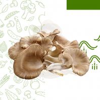 Mushroom Enoki Local