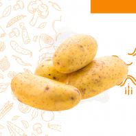 Ubi Kentang (Potato)