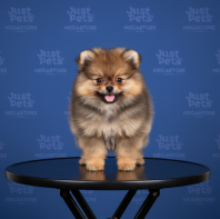 Pomeranian
