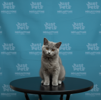 British Short Hair Blue