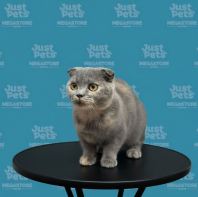 Munchkin Scottish Fold