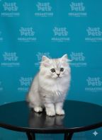 British Long Hair Silver Shaded