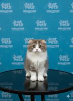 Scottish Fold British Long Hair