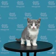 British Short Hair Blue Bi Colour