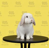 French Lop