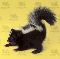 Skunk