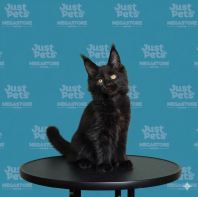 Mainecoon Black
