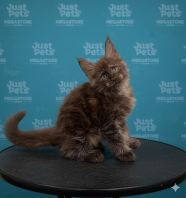 Mainecoon Smoked Grey