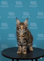 Mainecoon Tortoiseshell