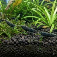 Black Coco Shrimp