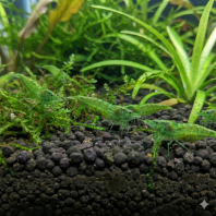 Green Jade Shrimp