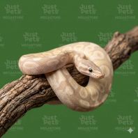 Ball Python Banana DH clown pied