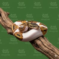 Ball Python Pastel Pied