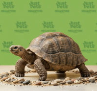 Aldabra tortoise