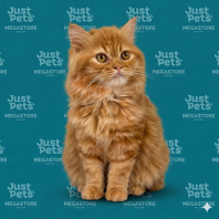 Persian