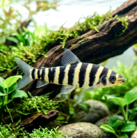 Banded Leporinus
