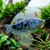 Opaline Gourami