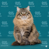 Siberian