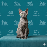 Devon Rex
