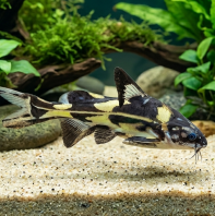 Marble Lancer Catfish 10-15 cm