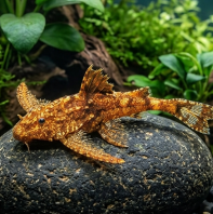 Anchor Catfish