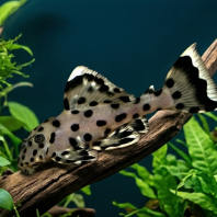 L264 Sultan Pleco